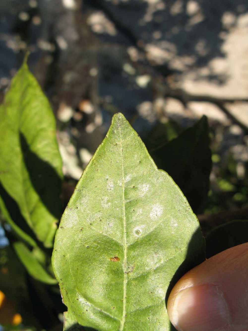              Margin (Winter Haven, FL)       